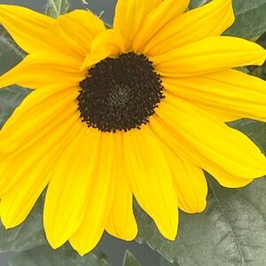 💜Live Show Items 200-225